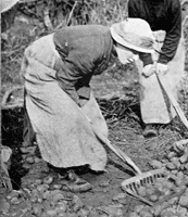 Image of woman shovelling potatoes (National Records of Scotland reference: HH31/27/51/3)