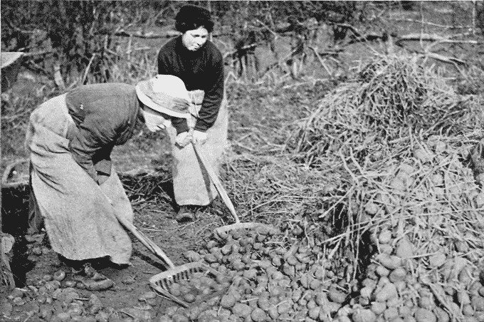 Image of two women shovelling potatoes (National Records of Scotland reference: HH31/27/51/3)